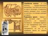 Слайд9.JPG